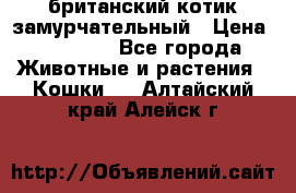 британский котик замурчательный › Цена ­ 12 000 - Все города Животные и растения » Кошки   . Алтайский край,Алейск г.